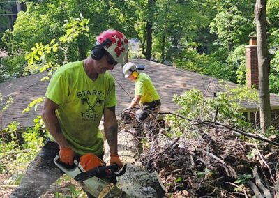 Employees working on some trees