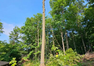 Cutting down a tree's extra growth