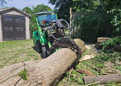 Using tree moving equipment to move a cut down tree