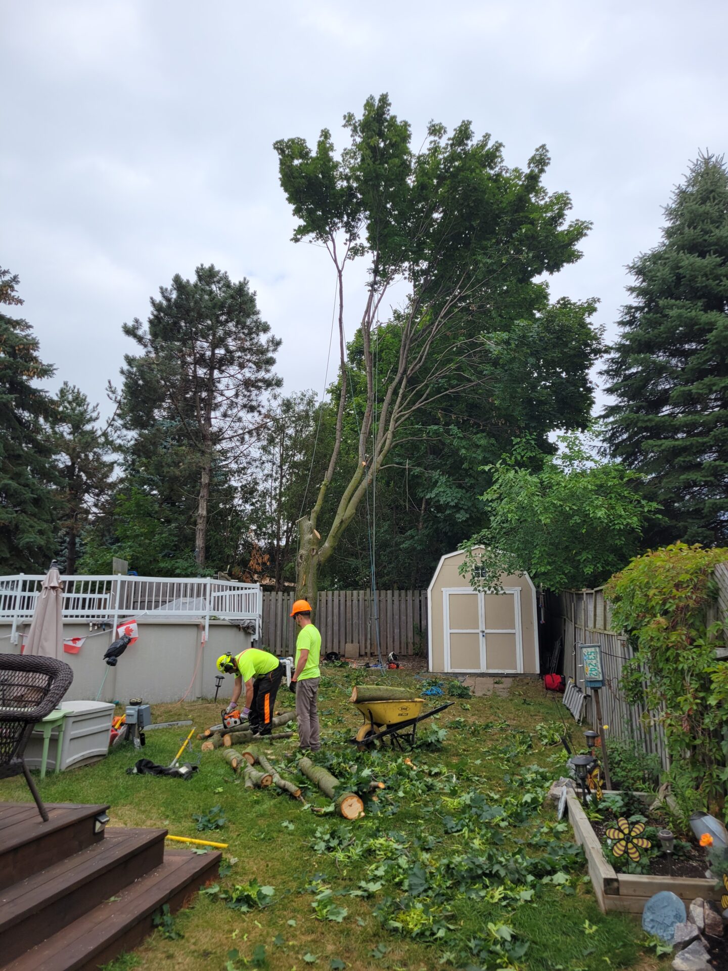 Employees working on some trees